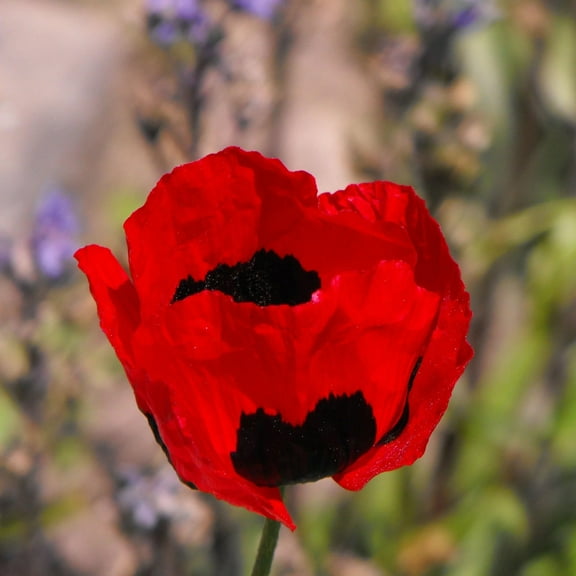 Poppy Flower Seeds for Planting - Rare Strains (50 Seeds per Packet (Turkish Tulip)