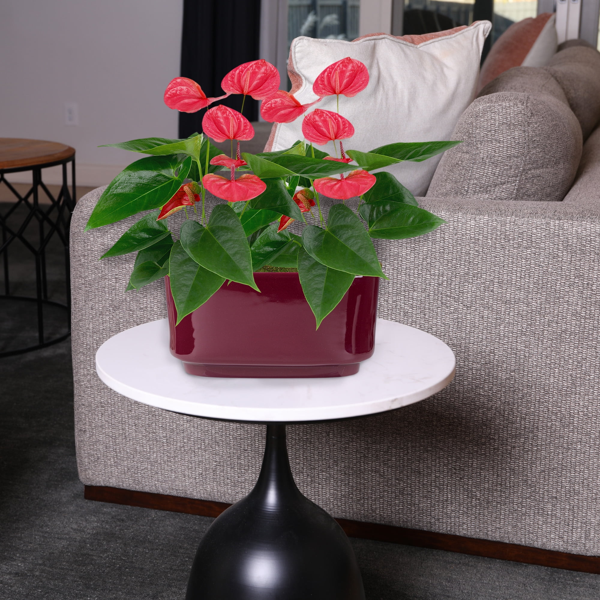 10” Pink Anthurium in Dark Purple Ceramic – Love You Collection