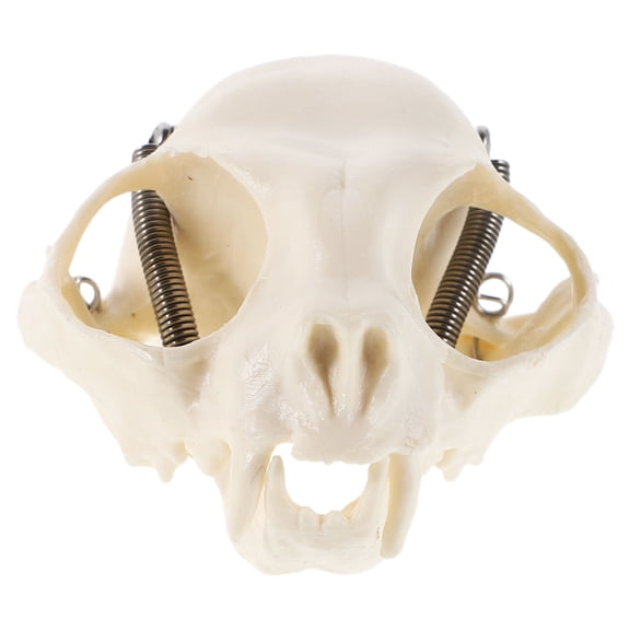 WHAMVOX Cat Skull Model Cat Skeleton Anatomical Skull Model for Anatomy Teaching Props Learning Halloween Fish Tank Landscape and Horror Decor