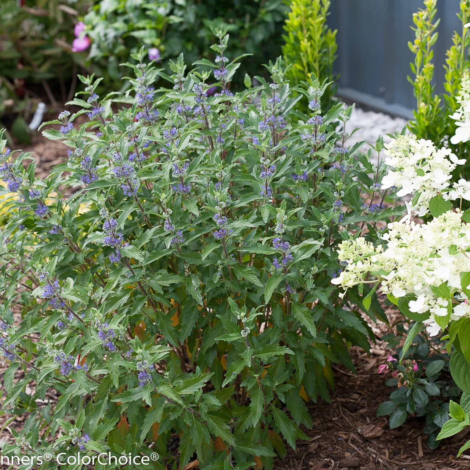 Proven Winners ColorChoice 6" Blue Beyond Midnight Bluebeard Live Plant in 7.5" Pot