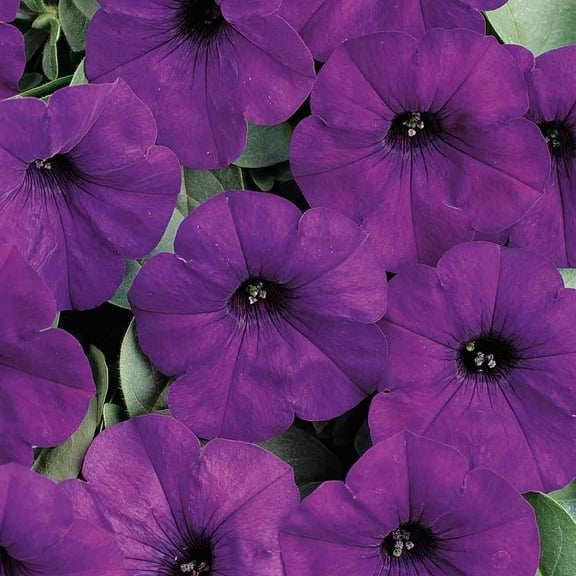 Blue Easy Wave Spreading Petunia Flower Seeds - 30 Seeds
