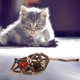 thumbnail image 4 of Catnip Toys Natural Silvervine Stick Ball Cat Ratones interactivos Forma Dentición Masticar Juguete para Interior,11 Feliz Sencillez, 4 of 5