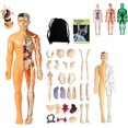 thumbnail image 2 of Interactive Human Body Fully Anatomy Figure Human Body Model For Kids Anatomy Kit Removable Muscles Organs And Bones Stem Kids Anatomy Toy 2 of 13