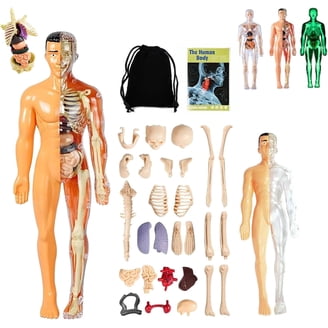 4D Master Gummi Bear Skeleton Anatomy Model Kit, Clear - Walmart.com