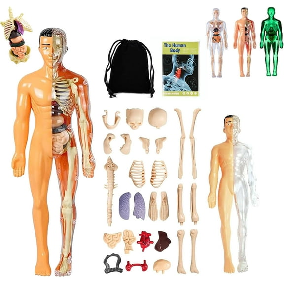 Organizeh Clear Human Body Structure Model, 29 Piece Anatomy Figure 3D Anatomy Kit, 2025 New DIY Assembled Human Torso Organ Model, Removable Organs Bones Assembly Model(Translucent)