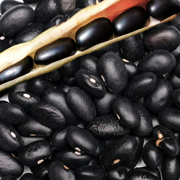 TomorrowSeeds - Black Turtle Bean (Black Bean) Seeds - 50  Count - For 2025 Planting Black Turtle