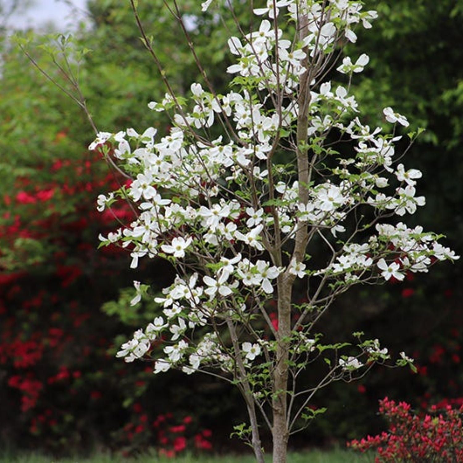 Expert Gardener 2-3 ft. tall Appalachian Mist Dogwood Live Tree in 5- Gallon Grower Pot
