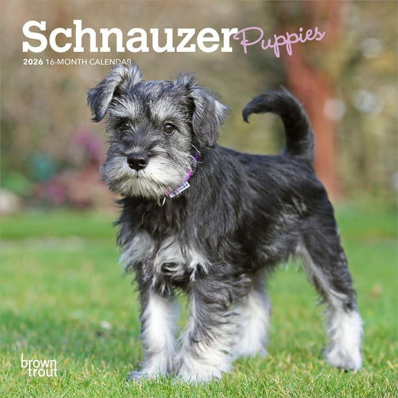 Schnauzer Puppies | 2026 7x14" (Hanging) Monthly Mini Wall Calendar | BrownTrout