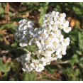 thumbnail image 2 of czcpp-Western Yarrow (300 Seeds) Non-GMO, Open-Pollinated Perennial Native Wildflower for Pollinators, Borders, Groundcover, & Naturalized Areas | Drought-Tolerant & Canadian Grown, 2 of 4