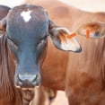 thumbnail image 2 of Practical and Durable Orange TPU Ear Tags for Marking Livestock with Unique Numbers 100pcs, 2 of 8