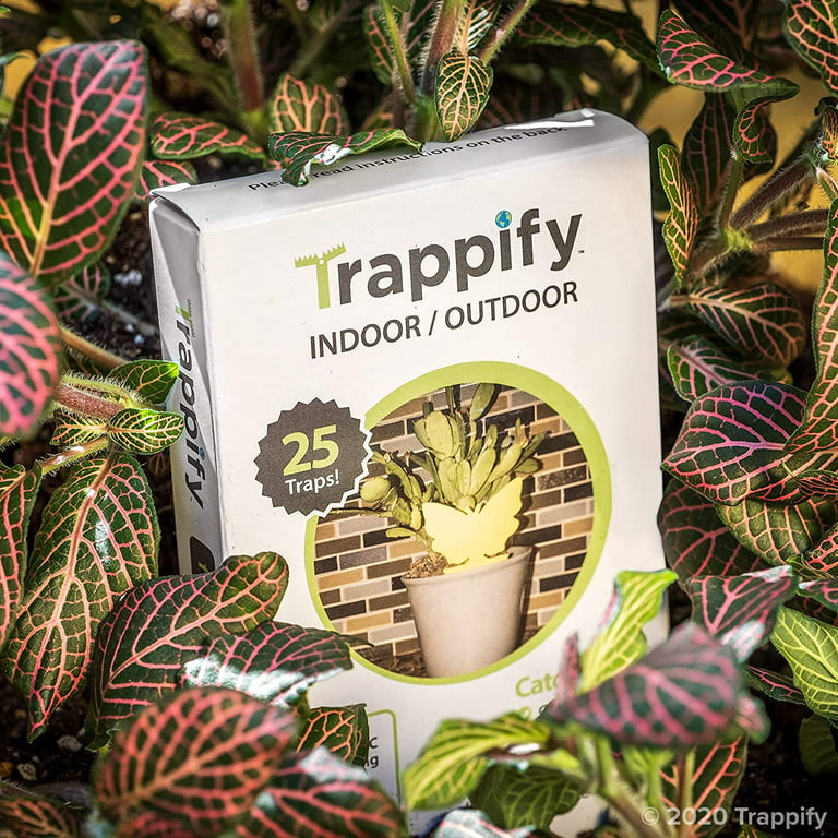 Fruit Fly Trap (20 Pack), Double-Sided Yellow Sticky Traps (Indoor &  Outdoor), Fruit Fly Traps for Kitchen & Plants, Fruit Fly Killer - Sticky  Gnat