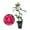 1 Plant, variant on Grande Dame Rose Bush - 2 Live Starter Plants in 2 Inch Growers Pots - Beautifully Fragrant Hybrid Tea Rose - A Versatile Beauty with a Rich Fragrance
