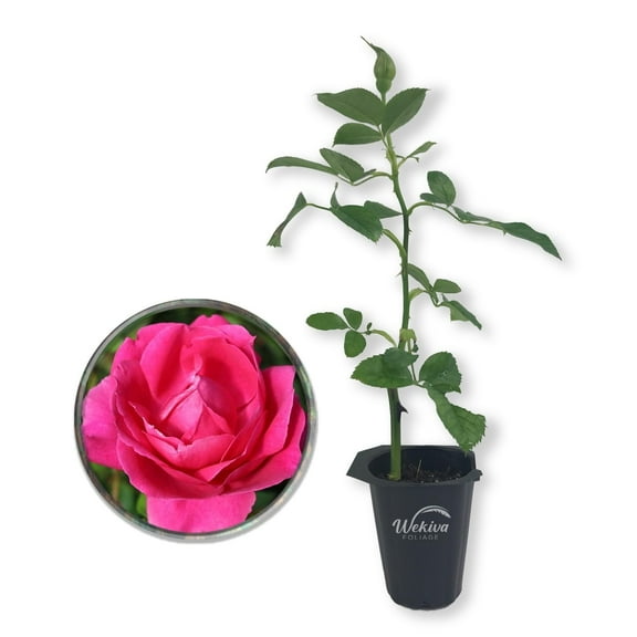Grande Dame Rose Bush - Live Starter Plant in a 2 Inch Growers Pot - Beautifully Fragrant Hybrid Tea Rose - A Versatile Beauty with a Rich Fragrance