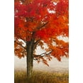 thumbnail image 2 of OBrien, Jay 17x24 White Modern Wood Framed Museum Art Print Titled - West Virginia, Davis Red maple in autumn color, 2 of 4