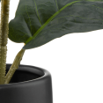 thumbnail image 2 of Bouclair Green Ficus in black ceramic pot, 2 of 2