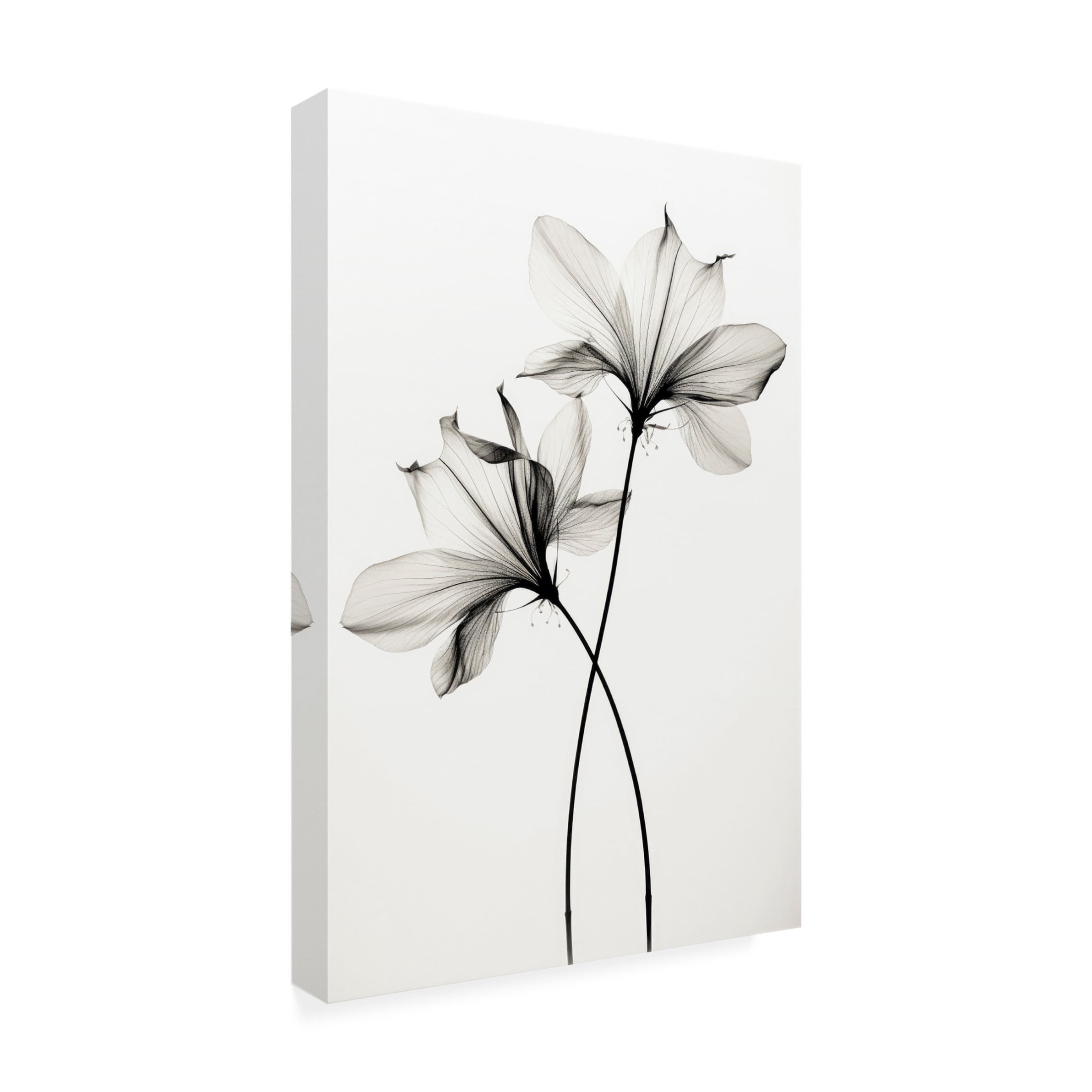 Trademark Fine Art Treechild Transparent Botanic No 6 Canvas Wall Art