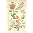 thumbnail image 2 of Geraniums Poster Print by David Dietrich, 2 of 2