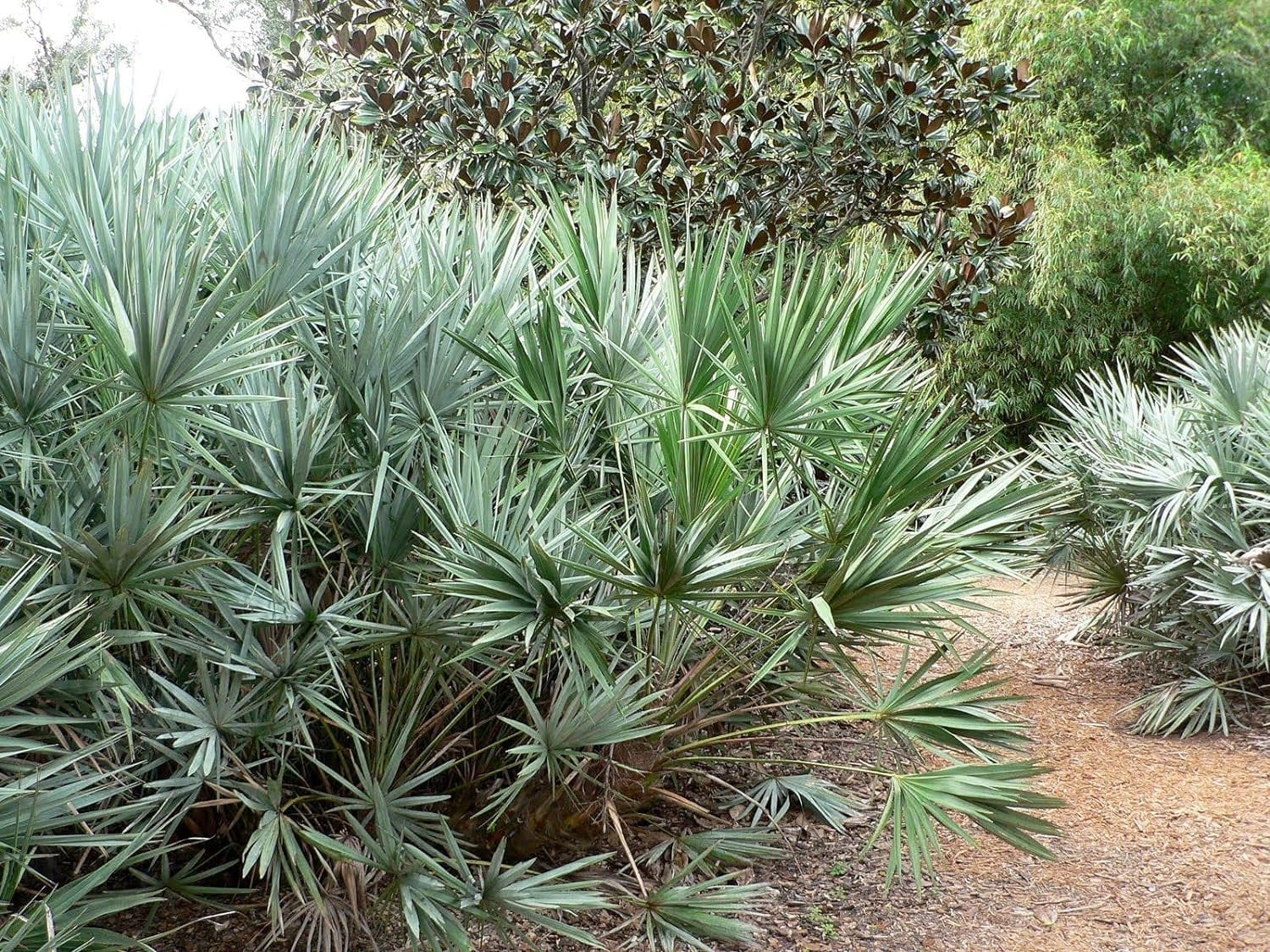 Silver Saw Palmetto - 5 Live Starter Plants - Serenoa Repens Silver - Native Ornamental Palms from Florida