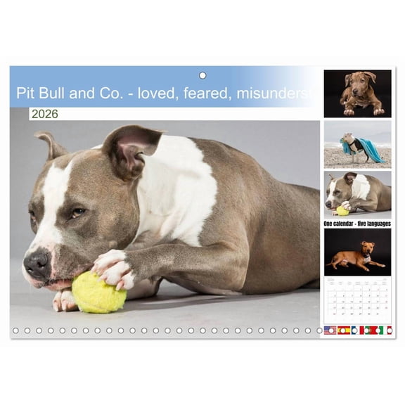 Pit Bull and Co. - loved, feared, misunderstood (Monthly Wall Calendar 2026 11.7 x 16.5 (open)), CALVENDO 14 Month Calendar