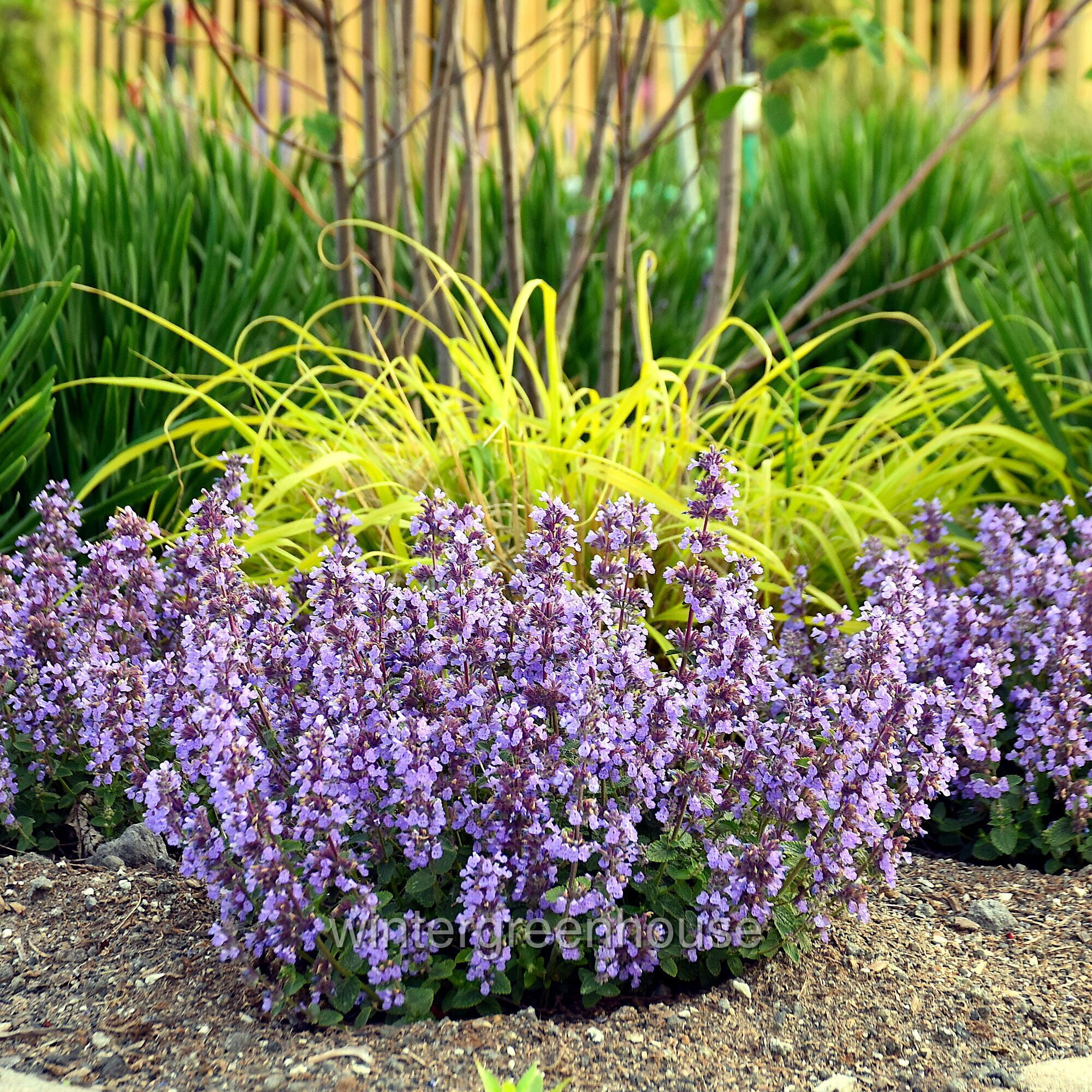 Nepeta Cat’s Pajamas Proven Winners, Catmint - Pot Size: 4.5in - Flowers