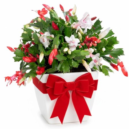 Holiday Thanksgiving Cactus Plant Live, 6 Inch Tall Candy Cane Thanksgiving Cactus Blooming Succulents for Home Pots and Hanging Displays