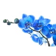 thumbnail image 2 of Blue Orchid Wall Decal by Wallmonkeys Peel and Stick Graphic (18 in W x 11 in H) WM102750, 2 of 4