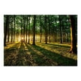 thumbnail image 2 of Tiptophomedecor Peel and Stick Forest Wallpaper Wall Mural - Spring Morning In The Forest - Removable Wall Decals, 2 of 3