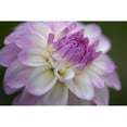 thumbnail image 3 of Crane, Rita 24x17 Black Modern Framed Museum Art Print Titled - Lavender Dahlia VII, 3 of 5