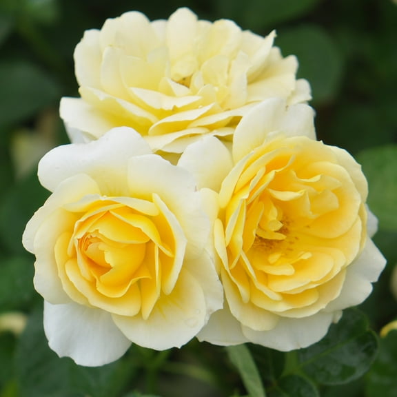 Heirloom Roses - Honor Elizabeth English Legend Rose Plant - Yellow Flowers Live Plant Non-Seeds