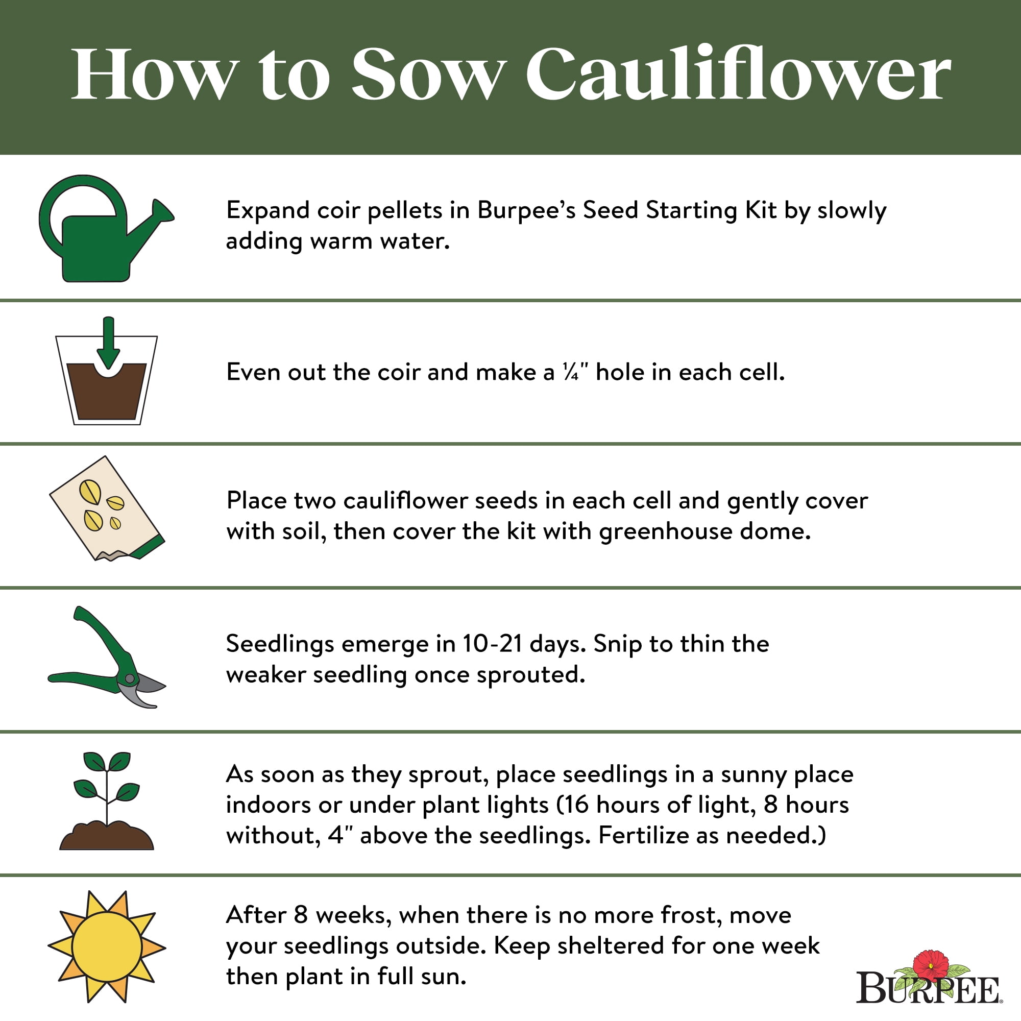 Burpee boule de neige et chou-fleur