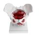 thumbnail image 1 of Modelo de Pelvis Femenina con Ligamentos, Músculos Y órganos | Modelo de de Pelvis | Modelos Anatómicos, 1 of 9