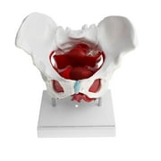 Female Pelvis Model with Removable Organs & Floor Muscles, Lifesize Model for Classroom School Teaching Display