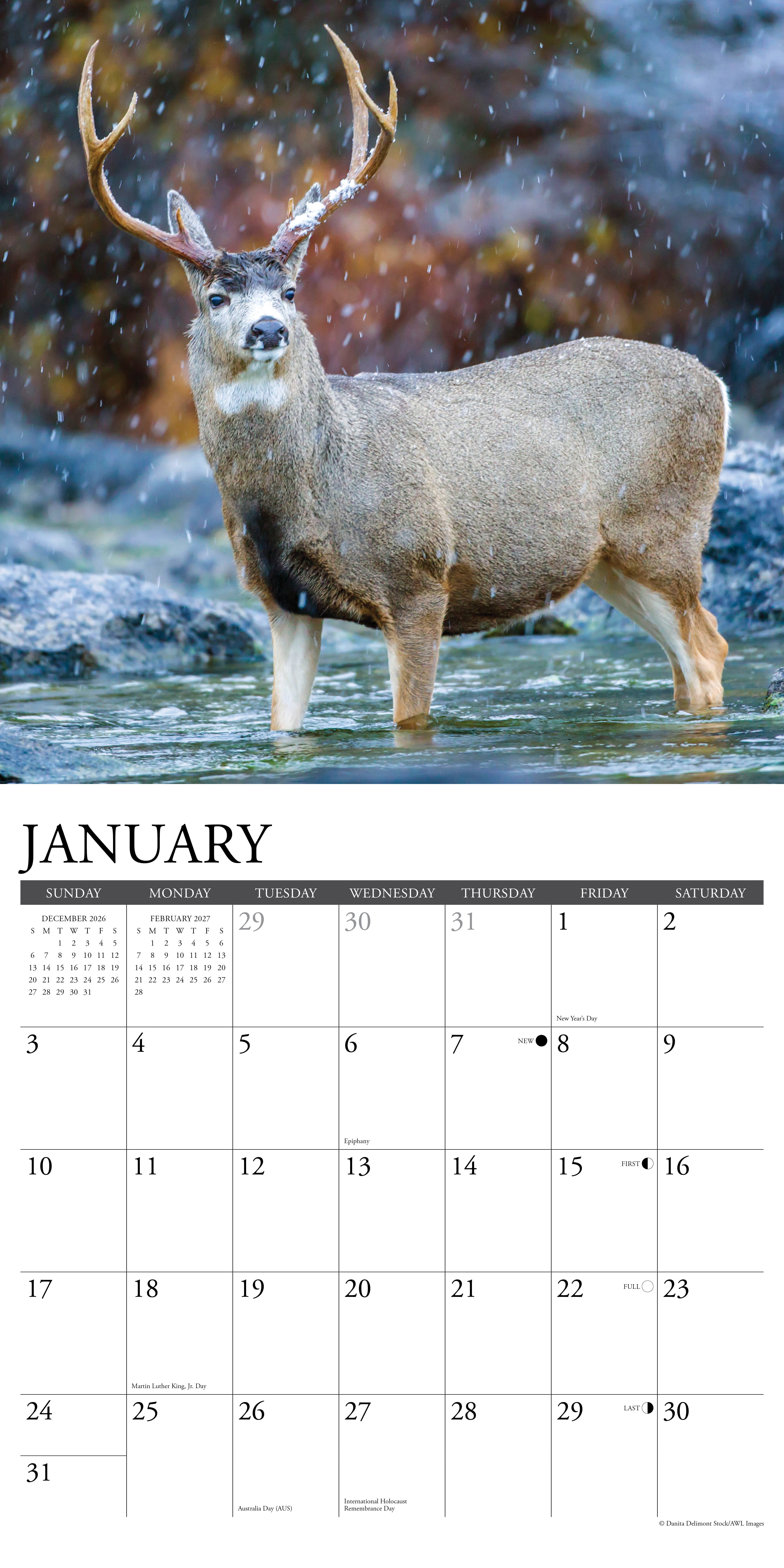 Willow Creek Press, Mule Deer 2027 Wall Calendar