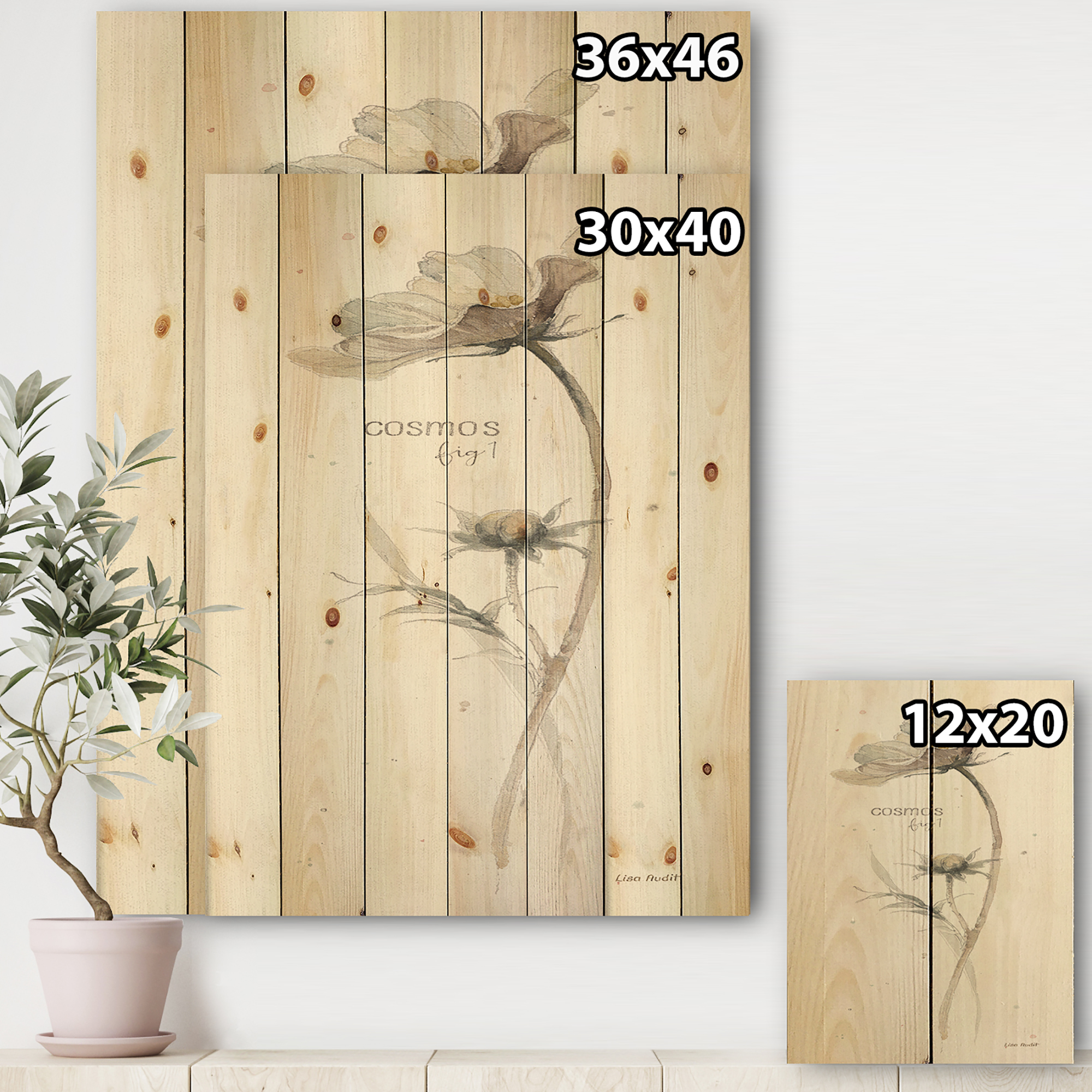Designart 'Cosmos Flower On White' Traditional Print on Natural Pine Wood