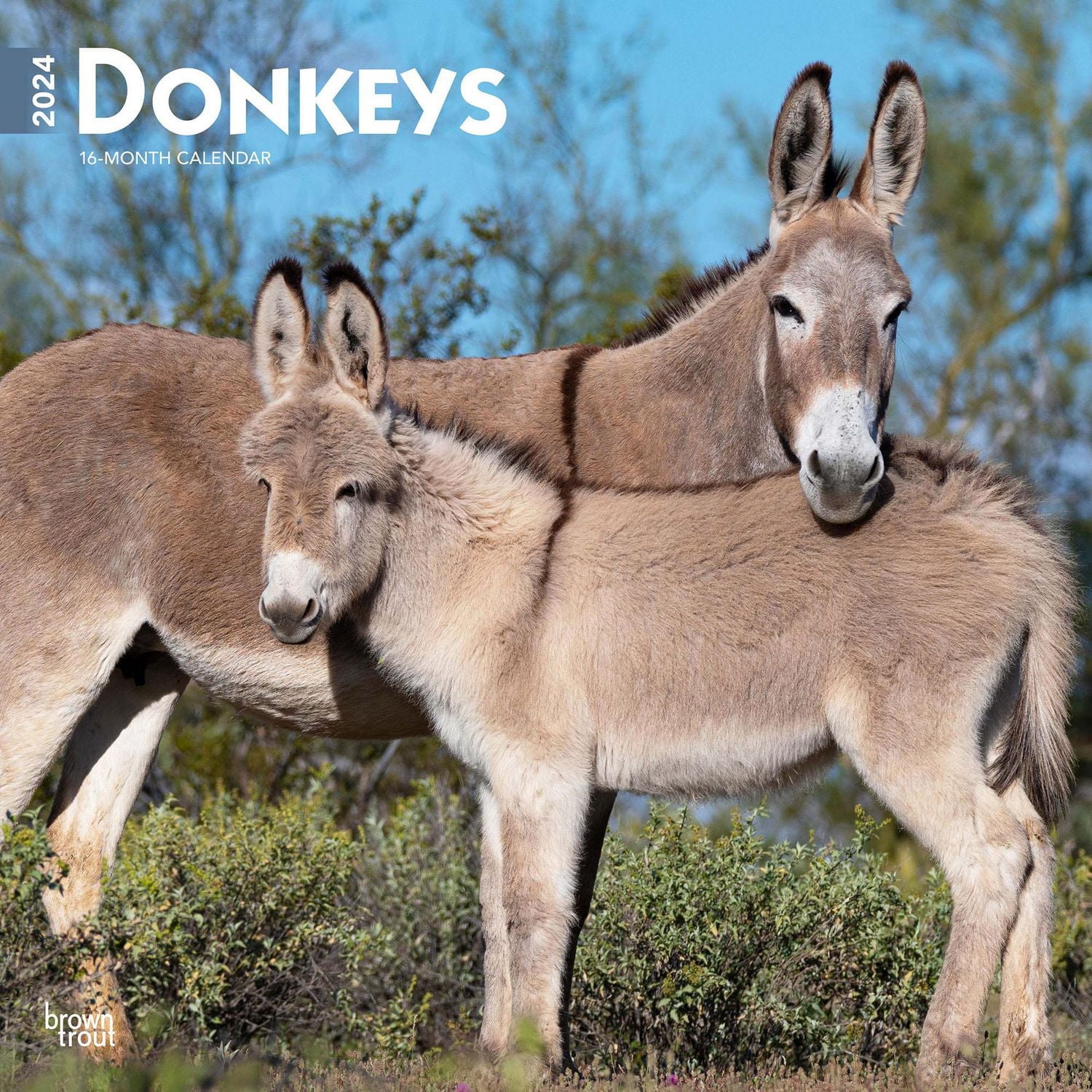 BrownTrout Donkeys 2024 12x24 Inch Square Wall Calendar, 9781975462611