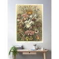 thumbnail image 2 of Orchids - Ernst Haeckel Poster Wall Art, Modern Wall Decor For Living Room Bedroom, 16x24 UNFRAMED, 2 of 3