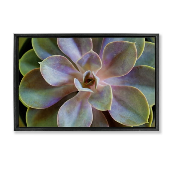 Stupell Industries Blooming Succulent Leaves Plants & Flowers Photography Black Floater Framed Canvas Art Print Wall Art, 25 x 17