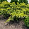 thumbnail image 3 of Juniper Gold Lace  1 Live 4 Inch Pot  Juniperus Chinensis  Drought Tolerant Cold Hardy Evergreen Groundcover Plants, 3 of 9
