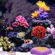 thumbnail image 2 of 1 pieza de adorno de coral de poliresina, decoración de coral para acuario, 3 1/10" x 2 1/3" x 1 9/10" para decoración de acuario de pecera, 2 of 5