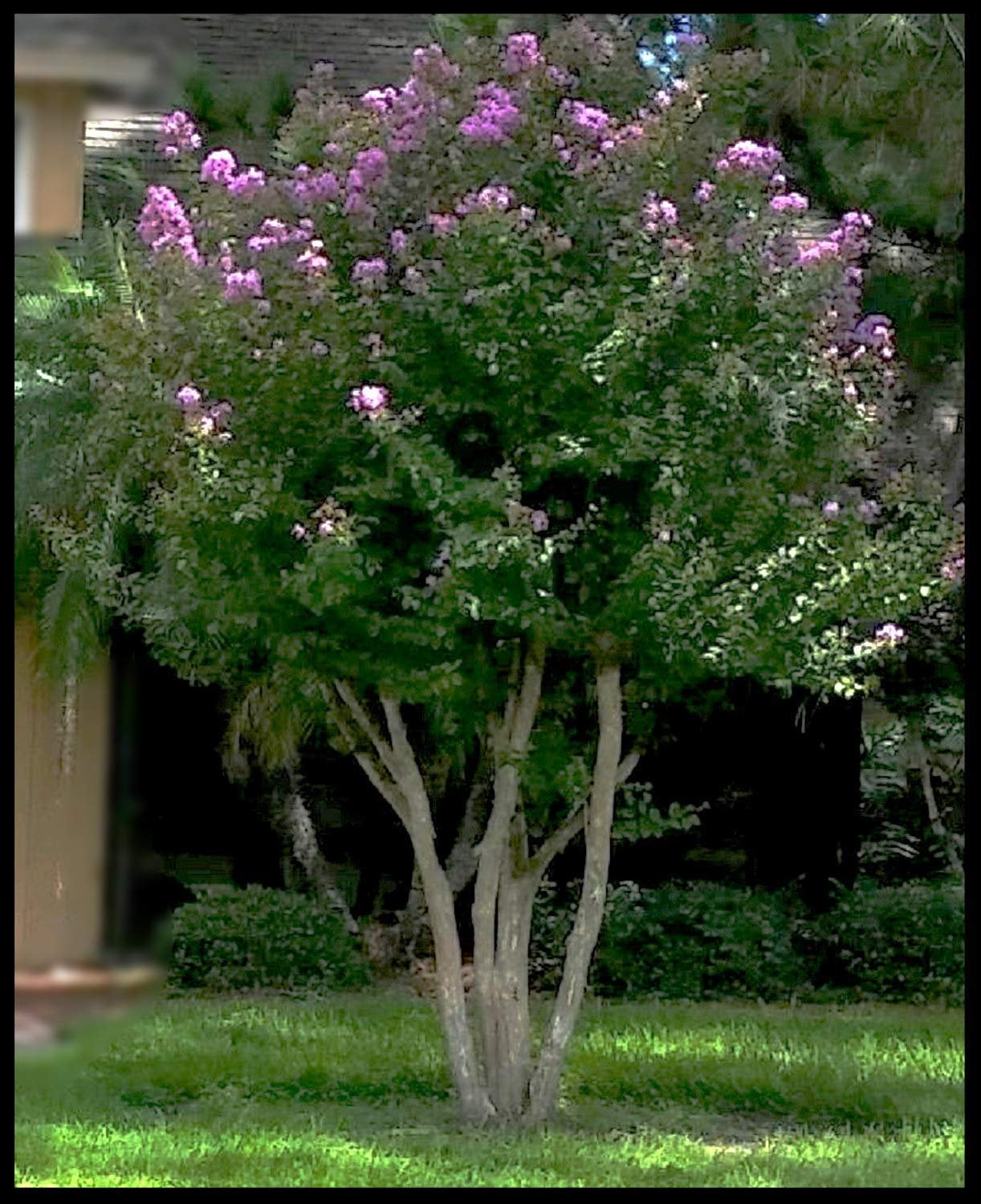 Crape Myrtle Muskogee Tree, Purple Lavender Flower, Starter Plant picture