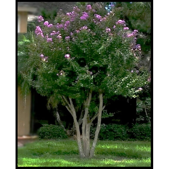 Crape Myrtle Muskogee Tree, Purple Lavender Flower, Starter Plant