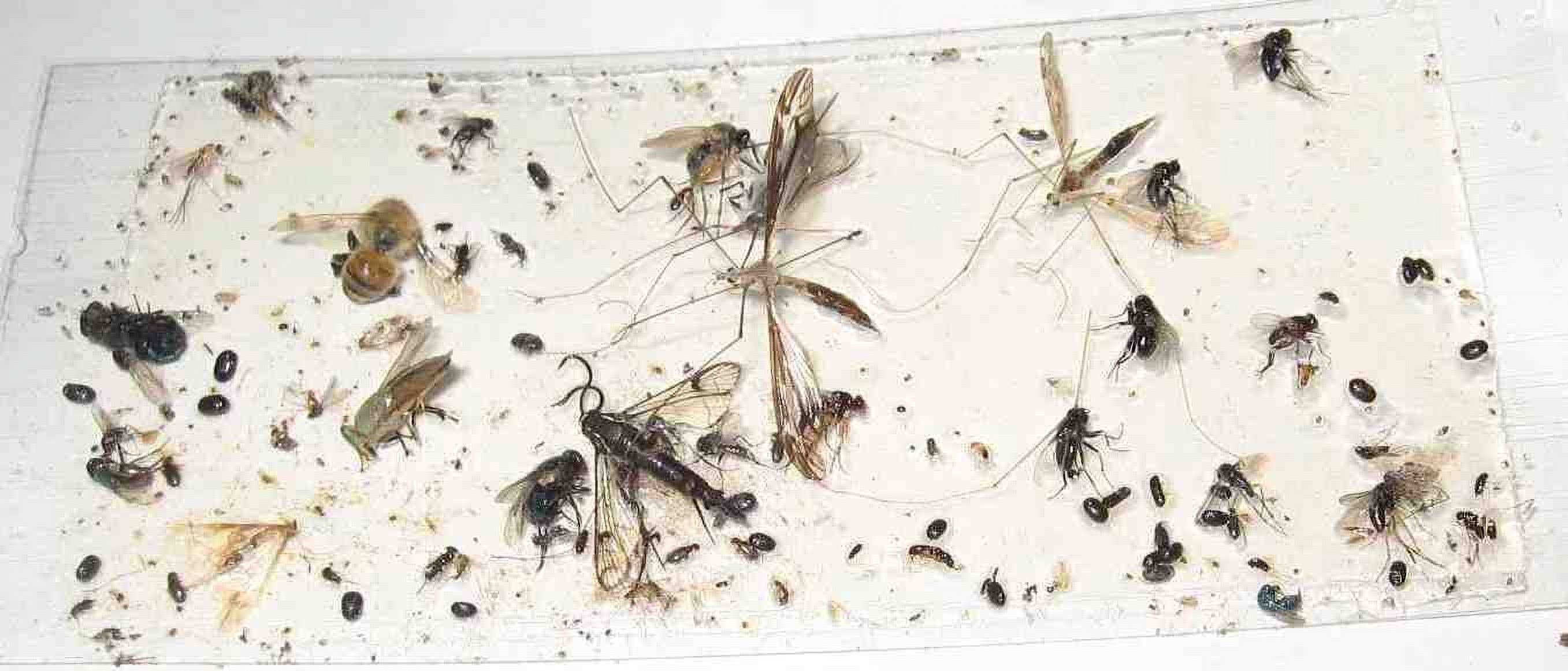 70 pk ALL Insect / Fly Traps / Sticky Strips / Glue Boards. Trap Flies, bees, wasps, asian beetles, etc.