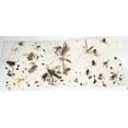 thumbnail image 6 of 70 pk ALL Insect / Fly Traps / Sticky Strips / Glue Boards. Trap Flies, bees, wasps, asian beetles, etc., 6 of 6