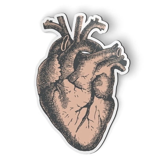 Anatomical Heart - 5.5" Magnet for Car Locker Refrigerator
