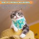 thumbnail image 5 of 30 Piezas Bandanas para Mascotas en Blanco para SublimacióN Transferencia de Lavable DIY TriáNgulo Bufanda para Perro Baberos PañUelo para Perros Gatos, 5 of 9