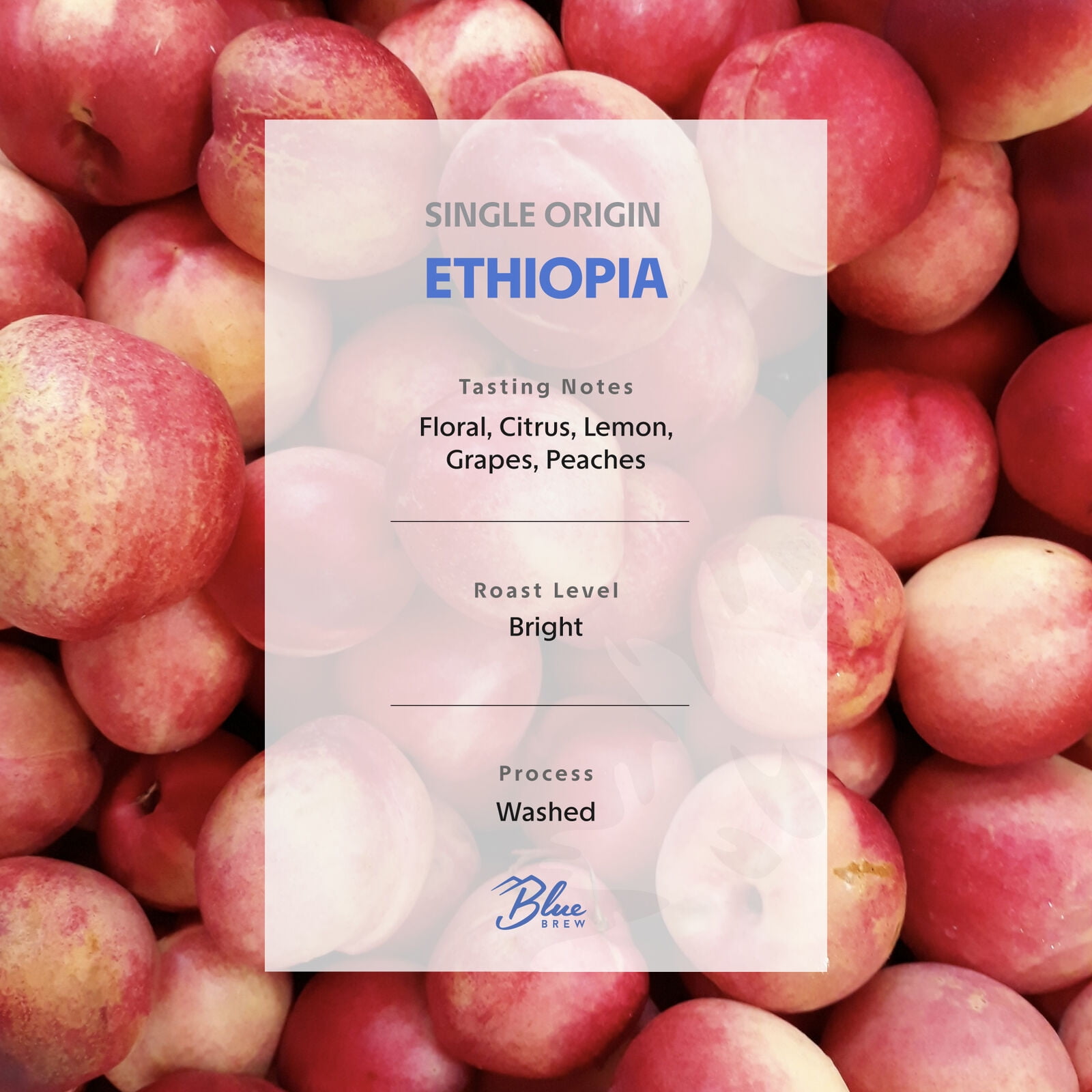 BLUE BREW 6oz Ethiopia Baby Geisha Whole Bean Coffee – Djimma Limu Gummay | Washed Process | Bright Roast | Floral & Citrus Notes of Lemon, Grape & Peach | Premium Single Origin