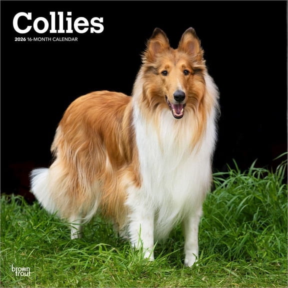 BrownTrout, Collies 2026 Wall Calendar, 12'' X 12'', 16-Month Calendar with Stapled Binding