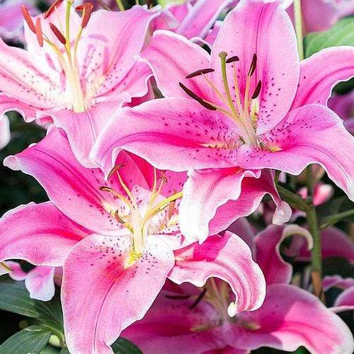 Heavenly Stargazer Lily Flowers 6 Bulb Pack