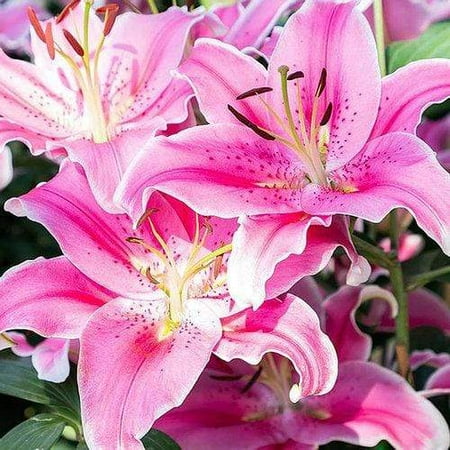 Heavenly Stargazer Lily Flowers - 6 Bulb Pack