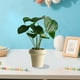 thumbnail image 5 of Plantas Artificiales De Plástico En Maceta Planta artificial verde en maceta, pequeño bonsái falso para escritorio de oficina, sala de estar y decoración de interiores (1 pieza) Rkxzt, 5 of 8